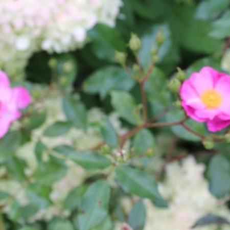 Lavenderdream Bed & Breakfast Wijckel ภายนอก รูปภาพ